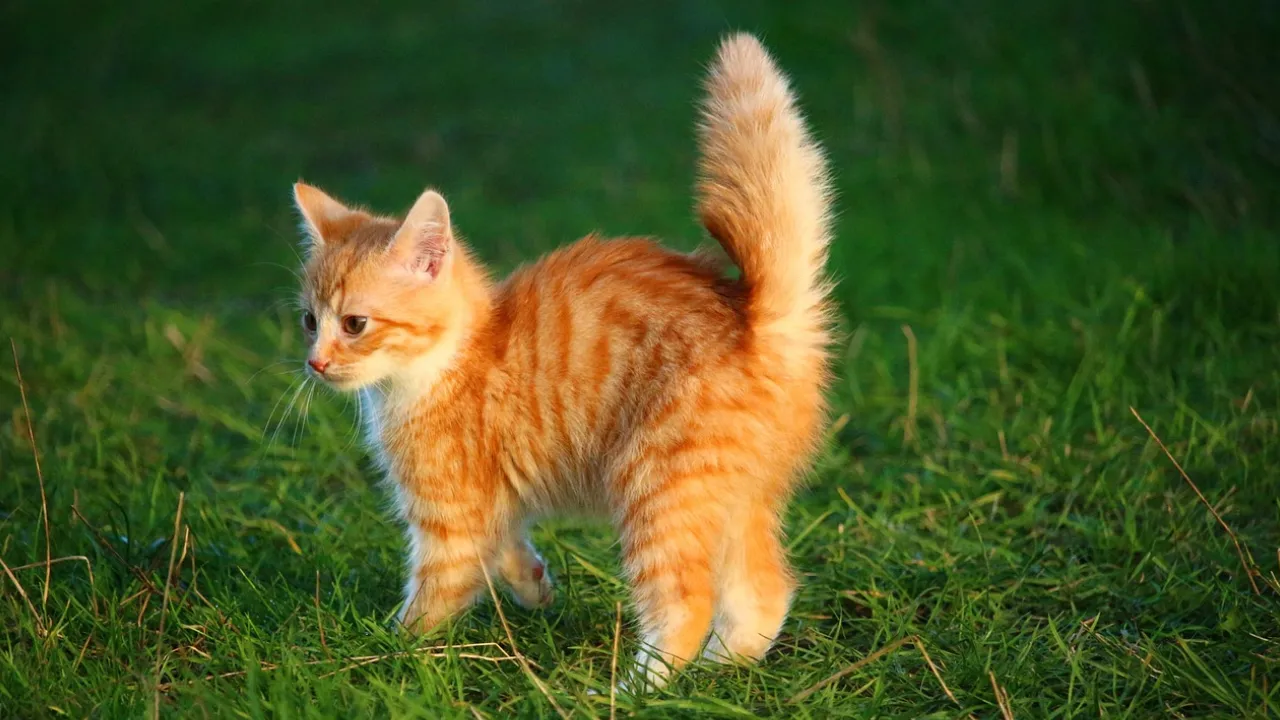 Zrozum swojego kota – ogon zdradzi jego emocje